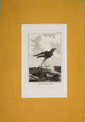 Original Old Antique Print Stormy Petrel C1812 Birds Fine Art Napoleonic Era