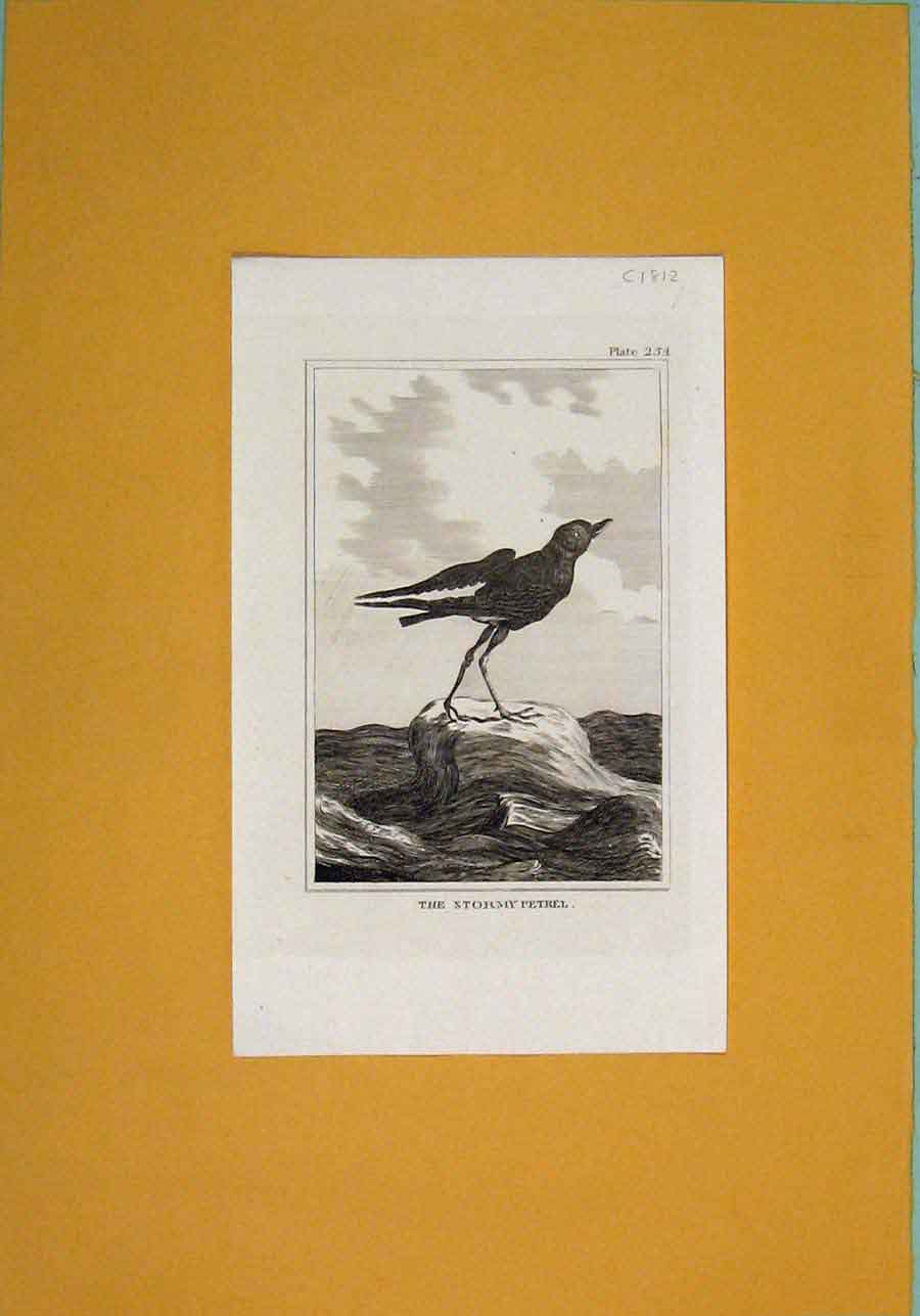 Original Old Antique Print Stormy Petrel C1812 Birds Fine Art Napoleonic Era