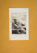 Original Old Antique Print Wild Birds Fine Art Pintado C1812 19th