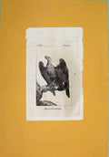 Original Old Antique Print Pondicherry Egale Birds Wild Fine Art