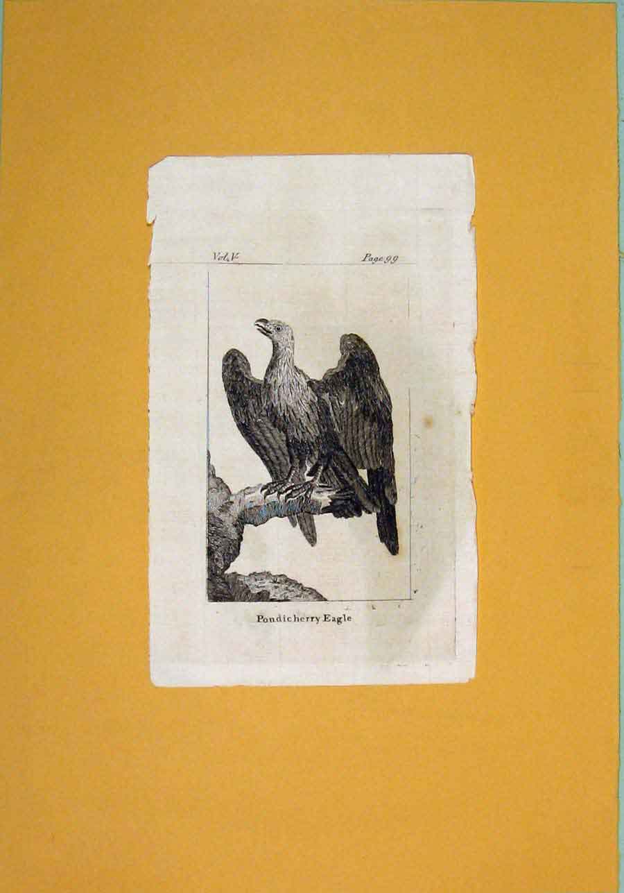Original Old Antique Print Pondicherry Egale Birds Wild Fine Art