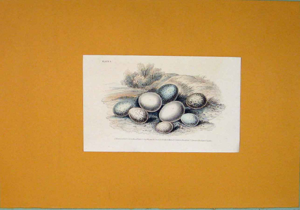 Original Old Antique Print Hand Colored C1854 Wild Birds Eggs Finch Victorian