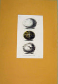 Original Old Antique Print C1854 Hand Colored Birds Eggs Buzzard Kite Victorian