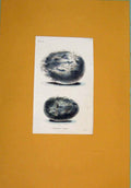 Original Old Antique Print Hand Colored C1854 Birds Eggs Eagle 19th
