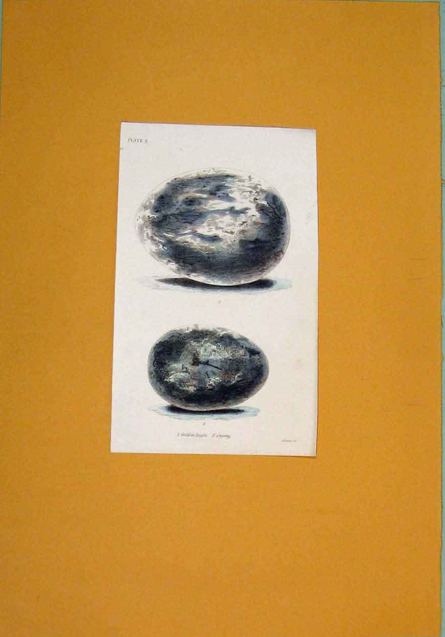 Original Old Antique Print Hand Colored C1854 Birds Eggs Eagle 19th