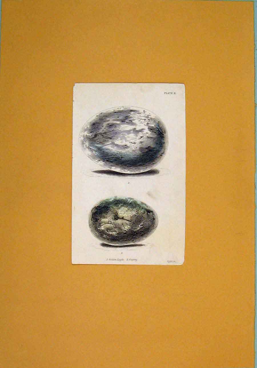Original Old Antique Print Hand Colored Wild Birds Eggs Art C1845 19th
