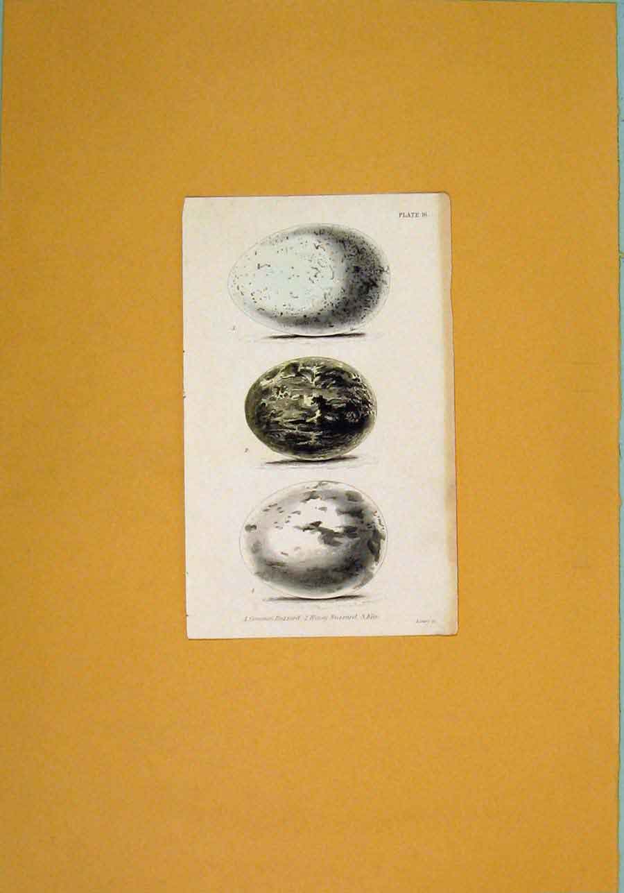 Original Old Antique Print Wild Birds Eggs Buzzard Kite Color C1854 Victorian