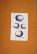 Original Old Antique Print Color C1845 Birds Eggs Harrier Owl Wild Victorian