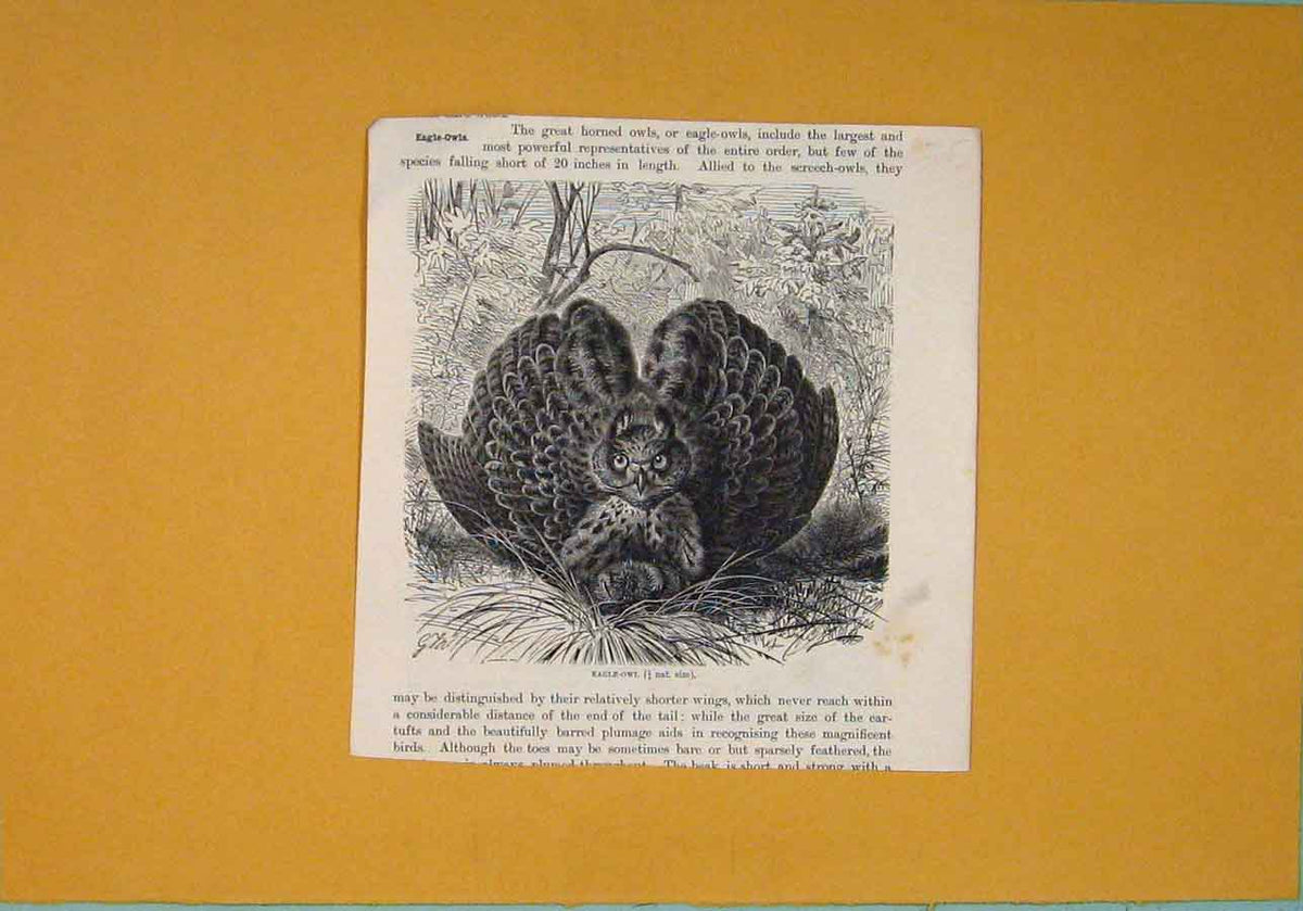 Original Old Antique Print Eagle Owl Birds Feathers Fine Art Wings