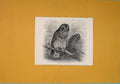 Original Old Antique Print Short Eared Owl Common Birds Fine Art