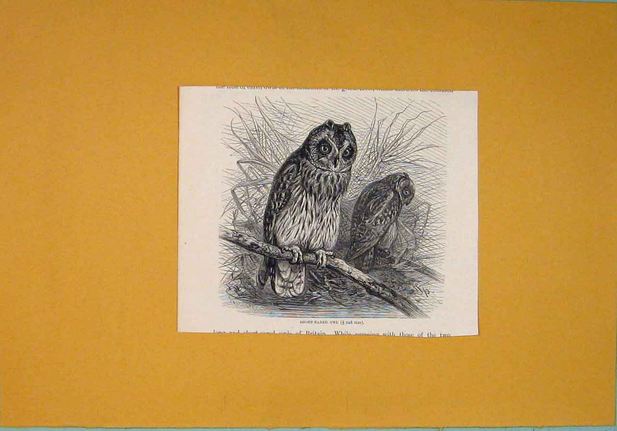 Original Old Antique Print Short Eared Owl Common Birds Fine Art