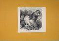 Original Old Antique Print Snowy Owl Lapp Birds C1812 Fine Art Napoleonic Era