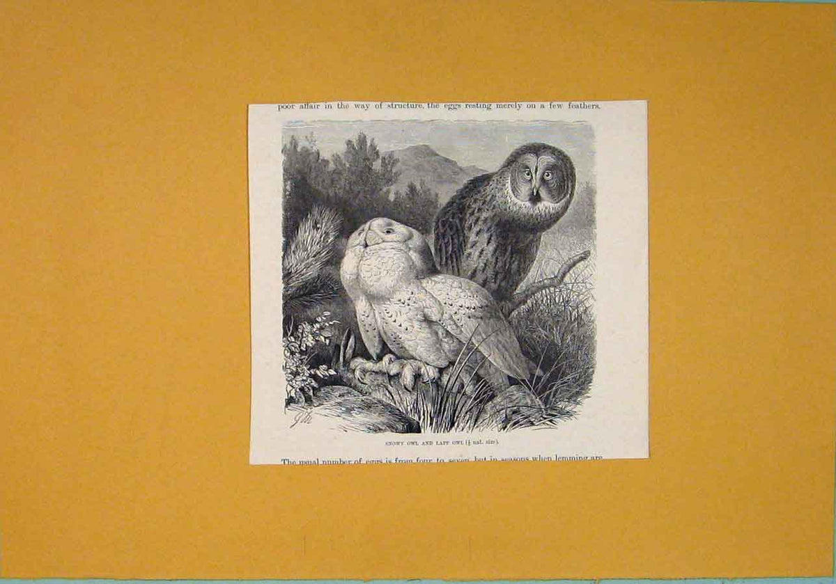 Original Old Antique Print Snowy Owl Lapp Birds C1812 Fine Art Napoleonic Era