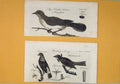 Original Old Antique Print C1790 Birds Cinereous Bunting Honey Art 18th Century