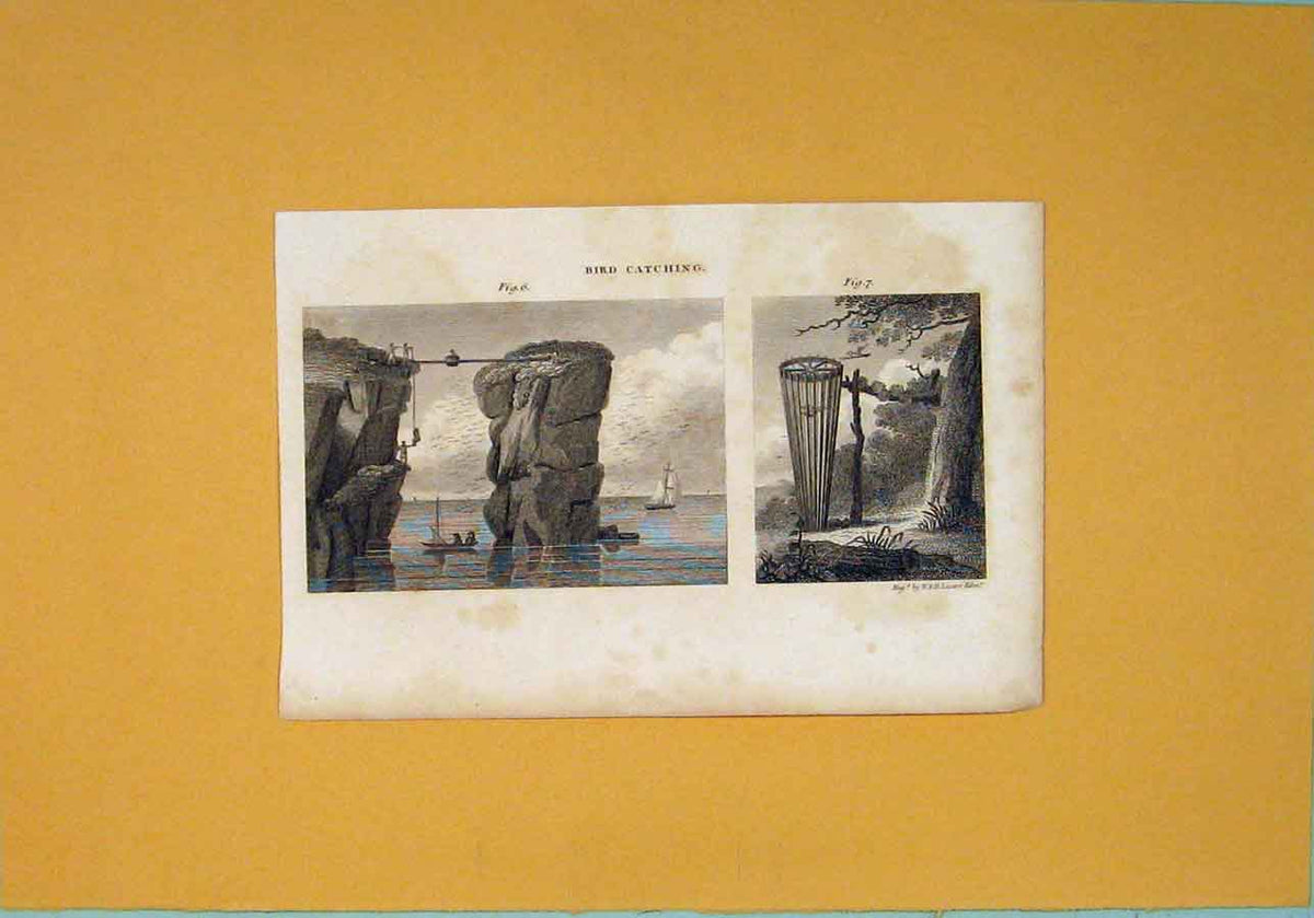 Original Old Antique Print Bird Catching Traps Fine Art C1812 Napoleonic Era