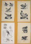 Original Old Antique Print C1881 Swallow Nest Martin Hawking Birds Victorian