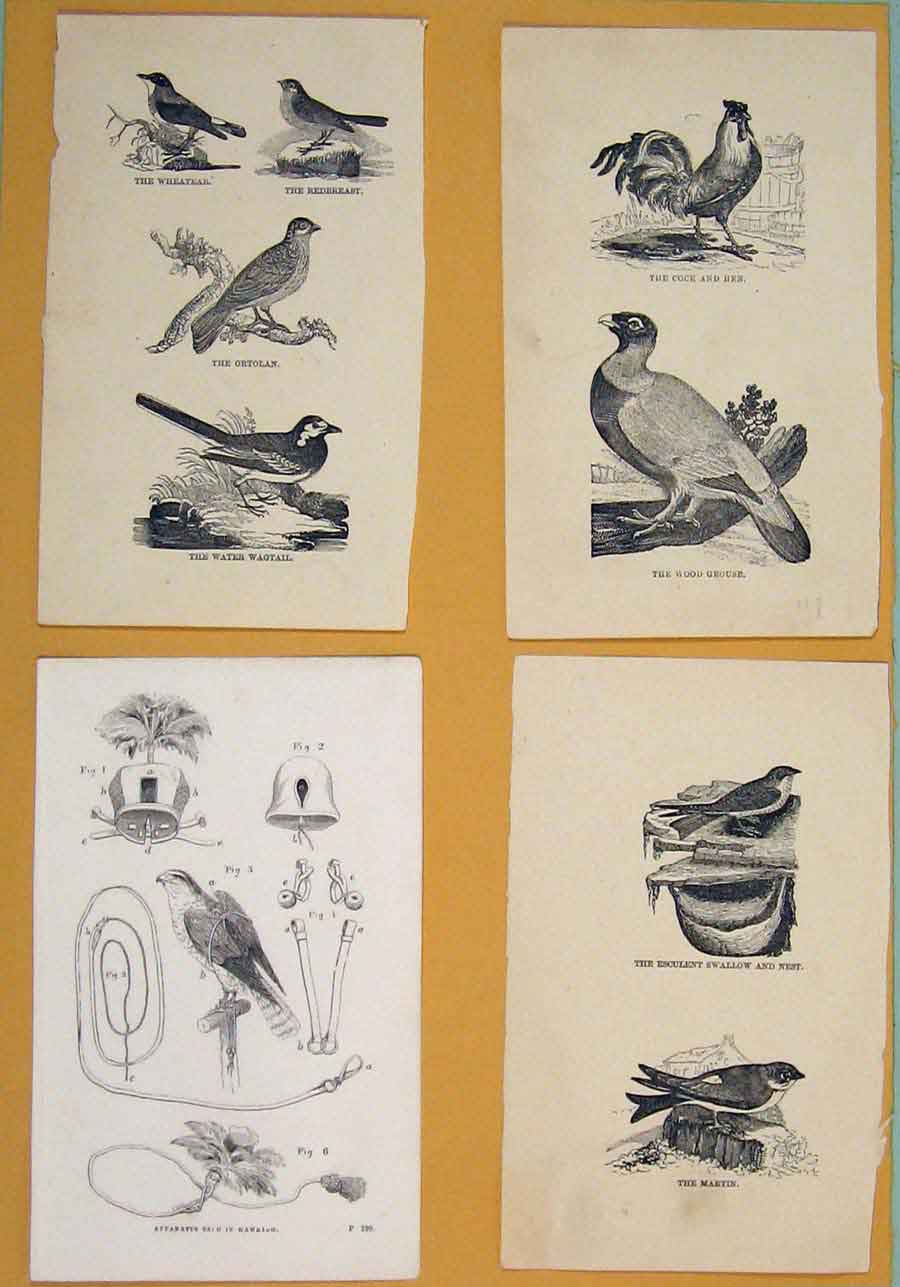 Original Old Antique Print C1881 Swallow Nest Martin Hawking Birds Victorian