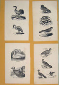 Original Old Antique Print C1881 Pigeon Cape Turtle Humming Birds 19th