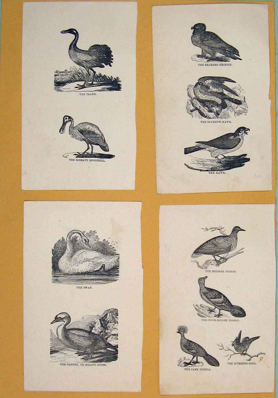 Original Old Antique Print C1881 Pigeon Cape Turtle Humming Birds 19th