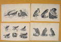 Old Antique Print C1881 Birds Mocking Thrush Nightingale Lark Canary Art 19th