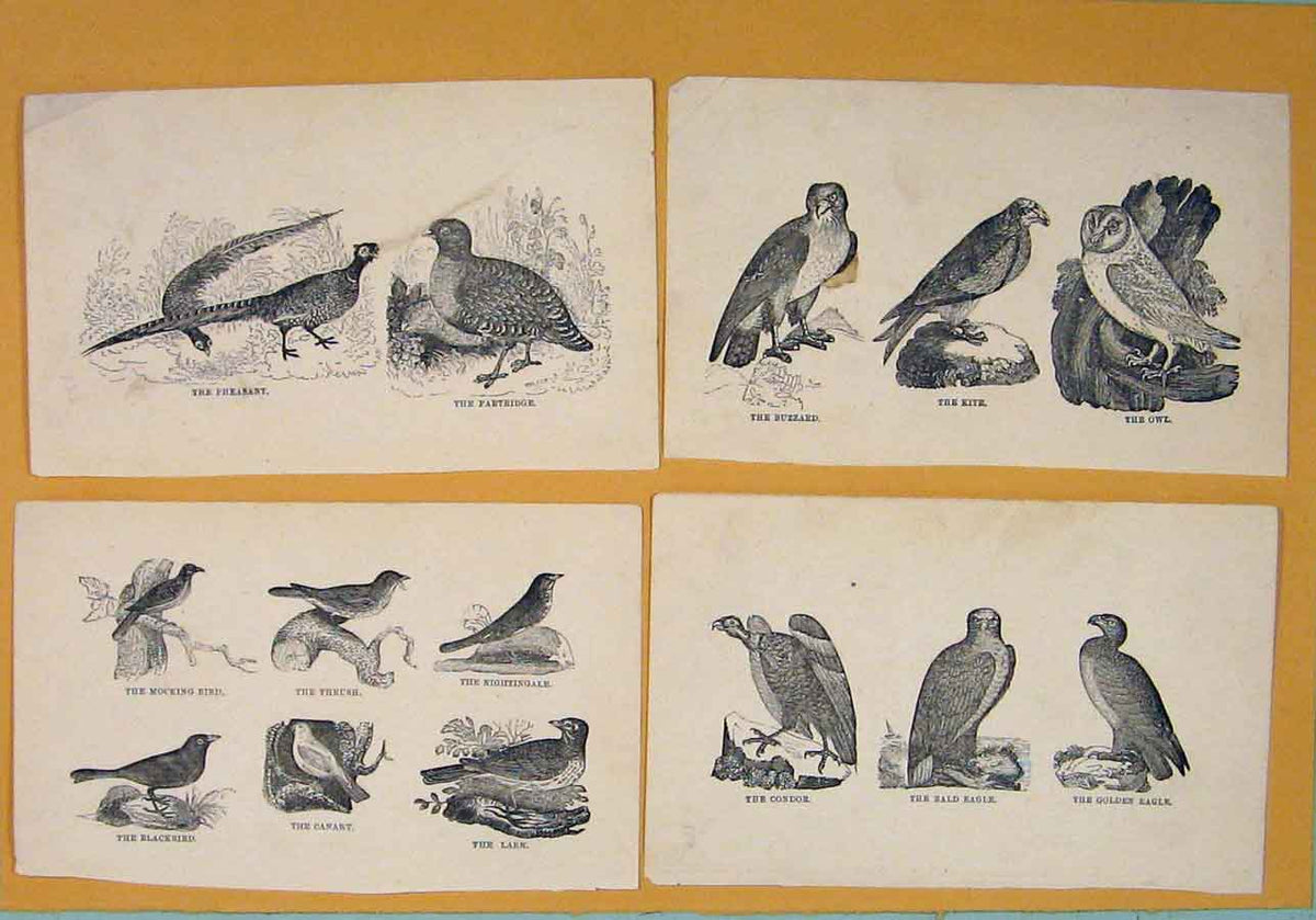 Old Antique Print C1881 Birds Mocking Thrush Nightingale Lark Canary Art 19th