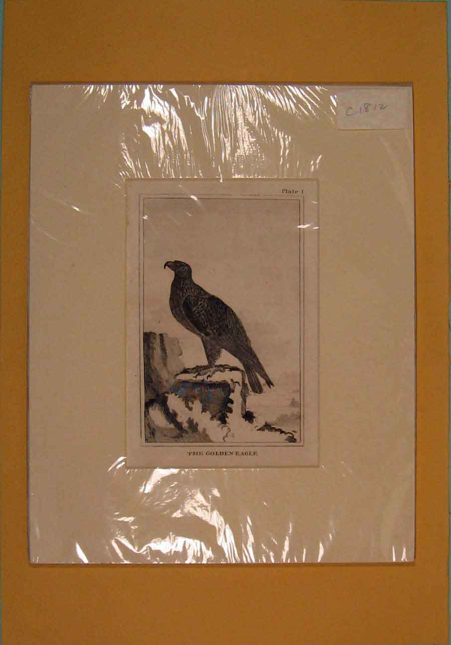 Original Old Antique Print C1812 Gen Eagle Bird Perched Fine Art Napoleonic Era