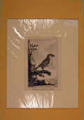Original Old Antique Print C1812 Great Cinereous Shrike Perched Birds 19th