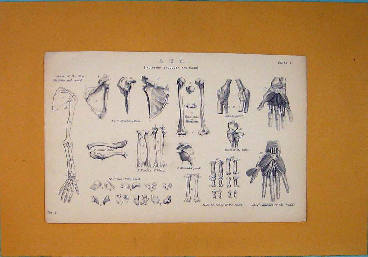Original Old Antique Print Arm Bone Structure Joints Muscle C1870 19th