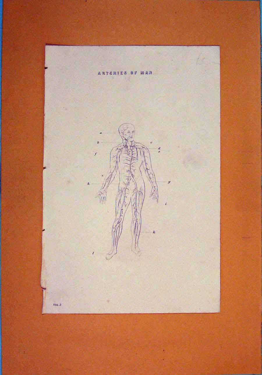 Original Old Antique Print Arterier Human Man Figure Diagram Art