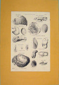 Original Old Antique Print Mollusca Worm Shell Snail Small Creature