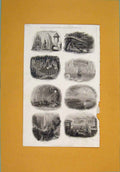 Old Antique Print Natural Scenery Phenomena Termites Ant Hill Birds Nest