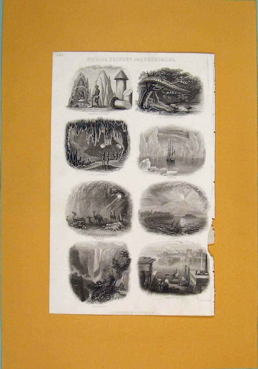 Old Antique Print Natural Scenery Phenomena Termites Ant Hill Birds Nest