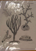 Original Old Antique Print Zoophytes Plant Sea Ocean Fine Art C1808 19th Century