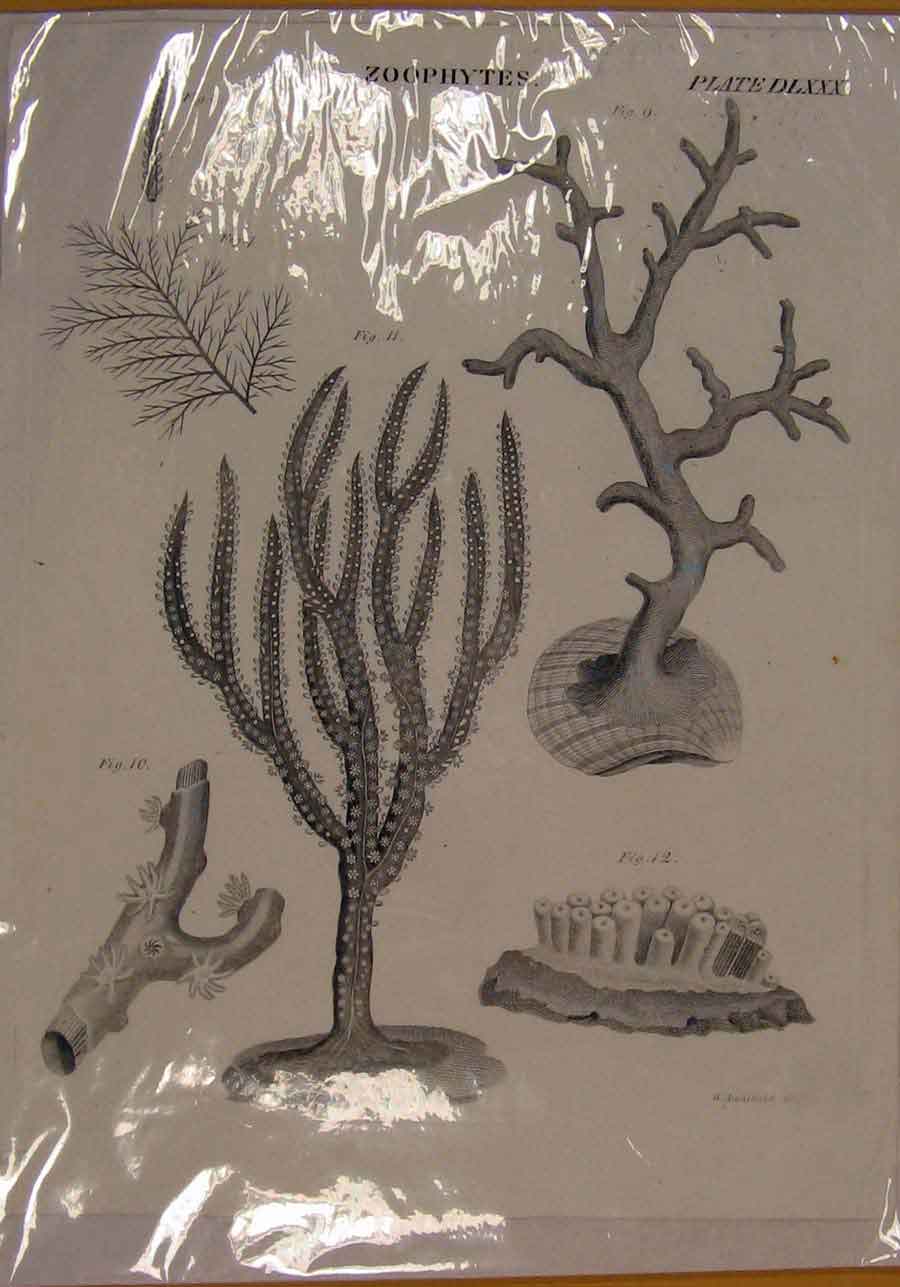 Original Old Antique Print Zoophytes Plant Sea Ocean Fine Art C1808 19th Century