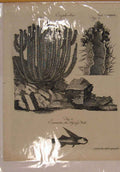Original Old Antique Print Flying Fish Catus Plant Fine Art C1790 Ol 18th
