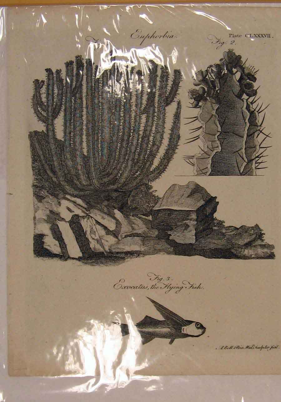Original Old Antique Print Flying Fish Catus Plant Fine Art C1790 Ol 18th