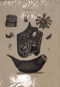 Original Old Antique Print Holothura Phantapus Plants Ocean Sea C1806 19th
