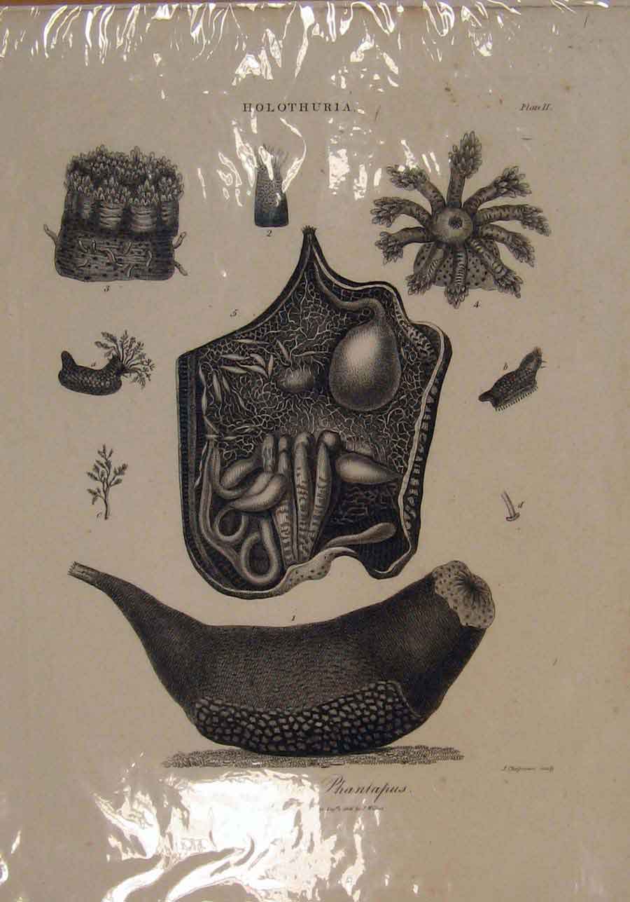 Original Old Antique Print Holothura Phantapus Plants Ocean Sea C1806 19th