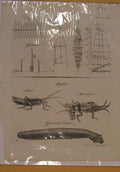 Old Antique Print Globe Cricket Locust Electic Eal Animal Insect Art 1790 18th