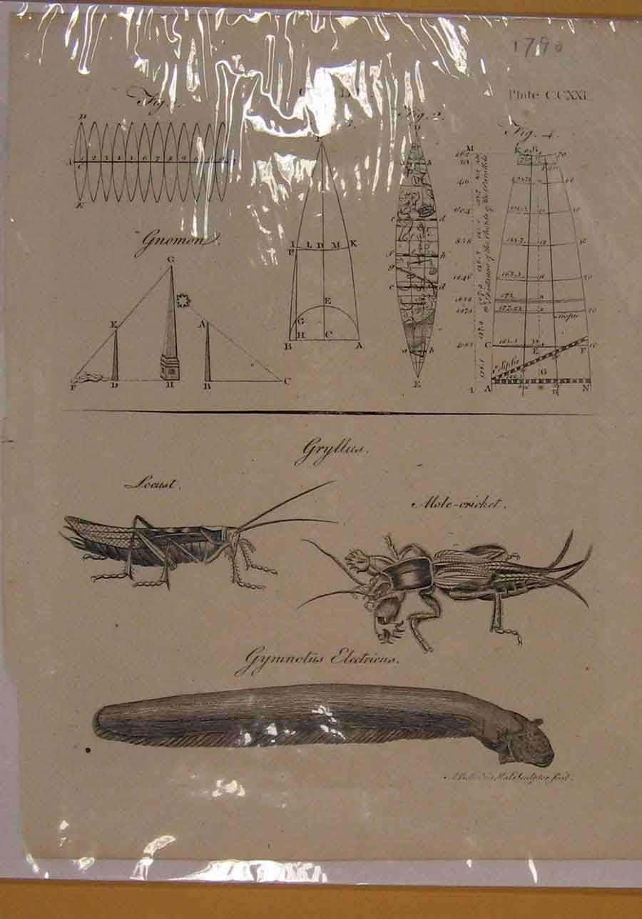 Old Antique Print Globe Cricket Locust Electic Eal Animal Insect Art 1790 18th
