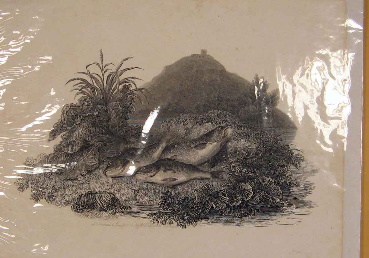 Original Old Antique Print 1840Daniels Lavelseer Plate Fish River Bank C1840
