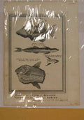 Original Old Antique Print Fish Fishes Africa Cost Fine Art C1740