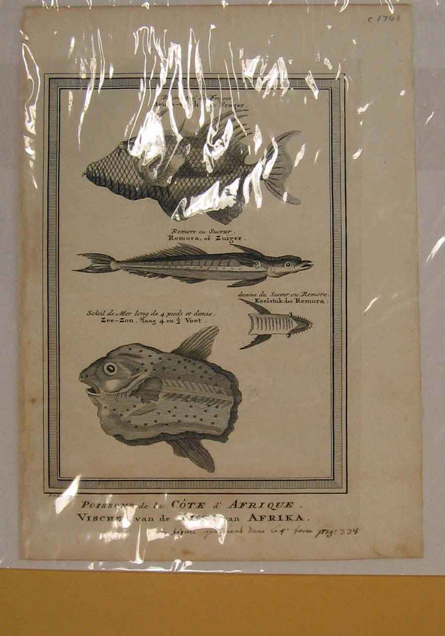 Original Old Antique Print Fish Fishes Africa Cost Fine Art C1740