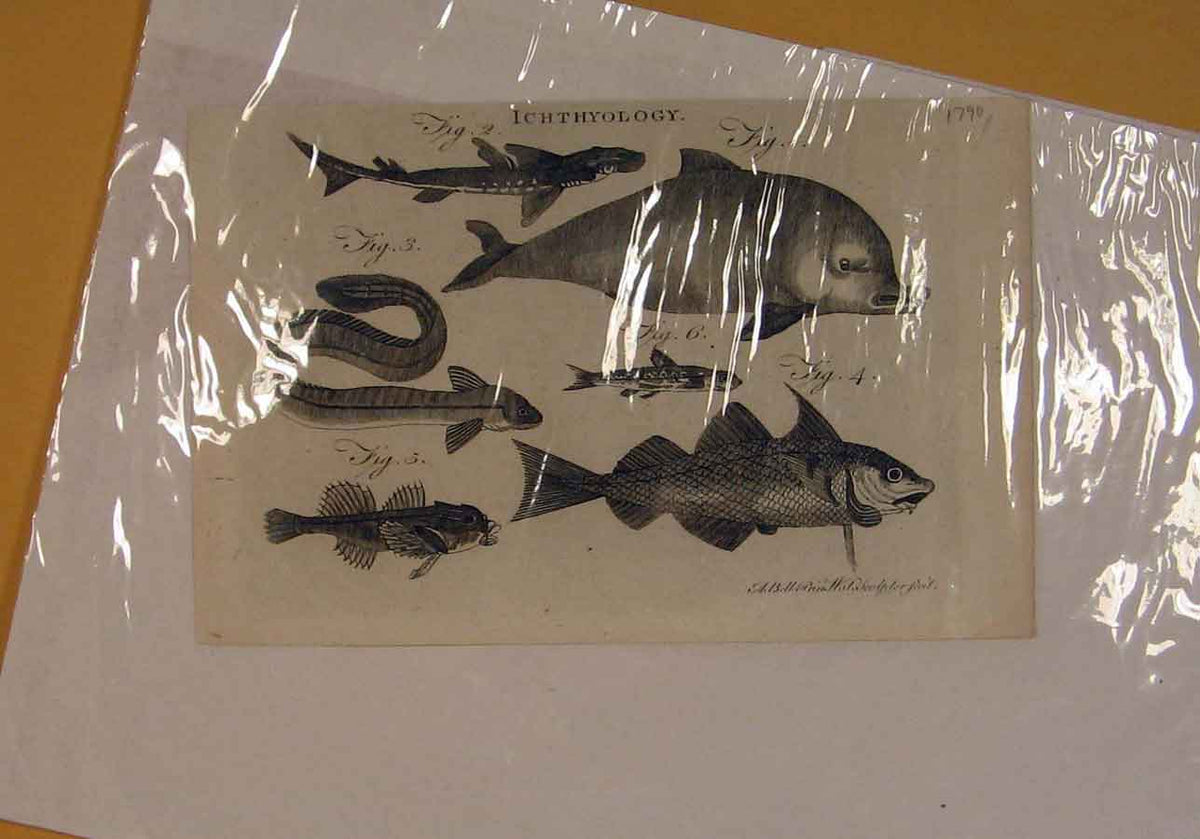 Original Old Antique Print Icthyology Dolphin Eel Fish Ocean Sea Animal 1790