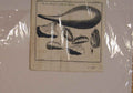 Original Old Antique Print Muscle Pinna Marina Fish Sea Animal C1740