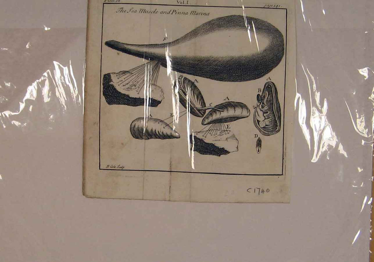 Original Old Antique Print Muscle Pinna Marina Fish Sea Animal C1740