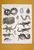 Original Old Antique Print Snake Lizard Crocodile Chameleon Helix C1809 19th