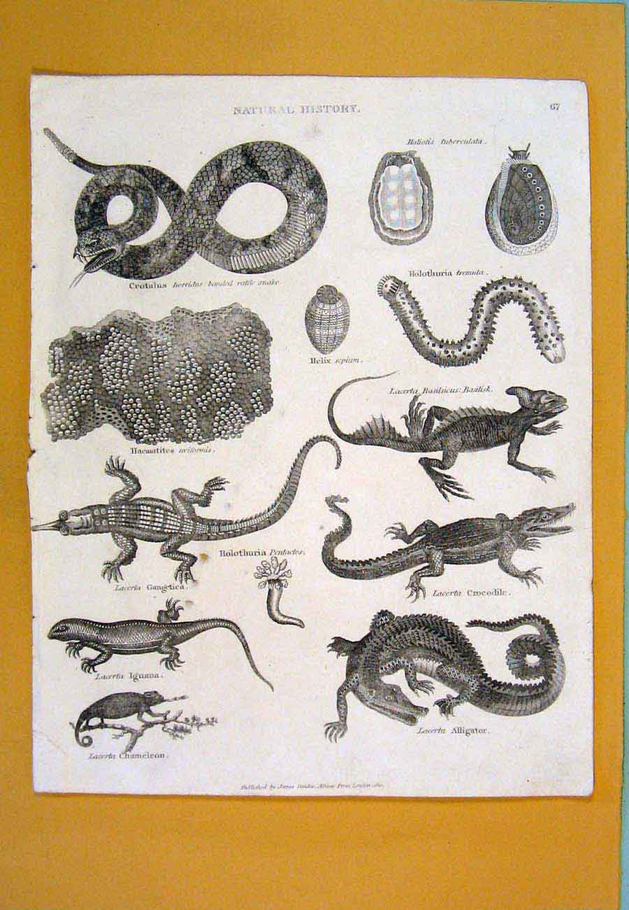Original Old Antique Print Snake Lizard Crocodile Chameleon Helix C1809 19th