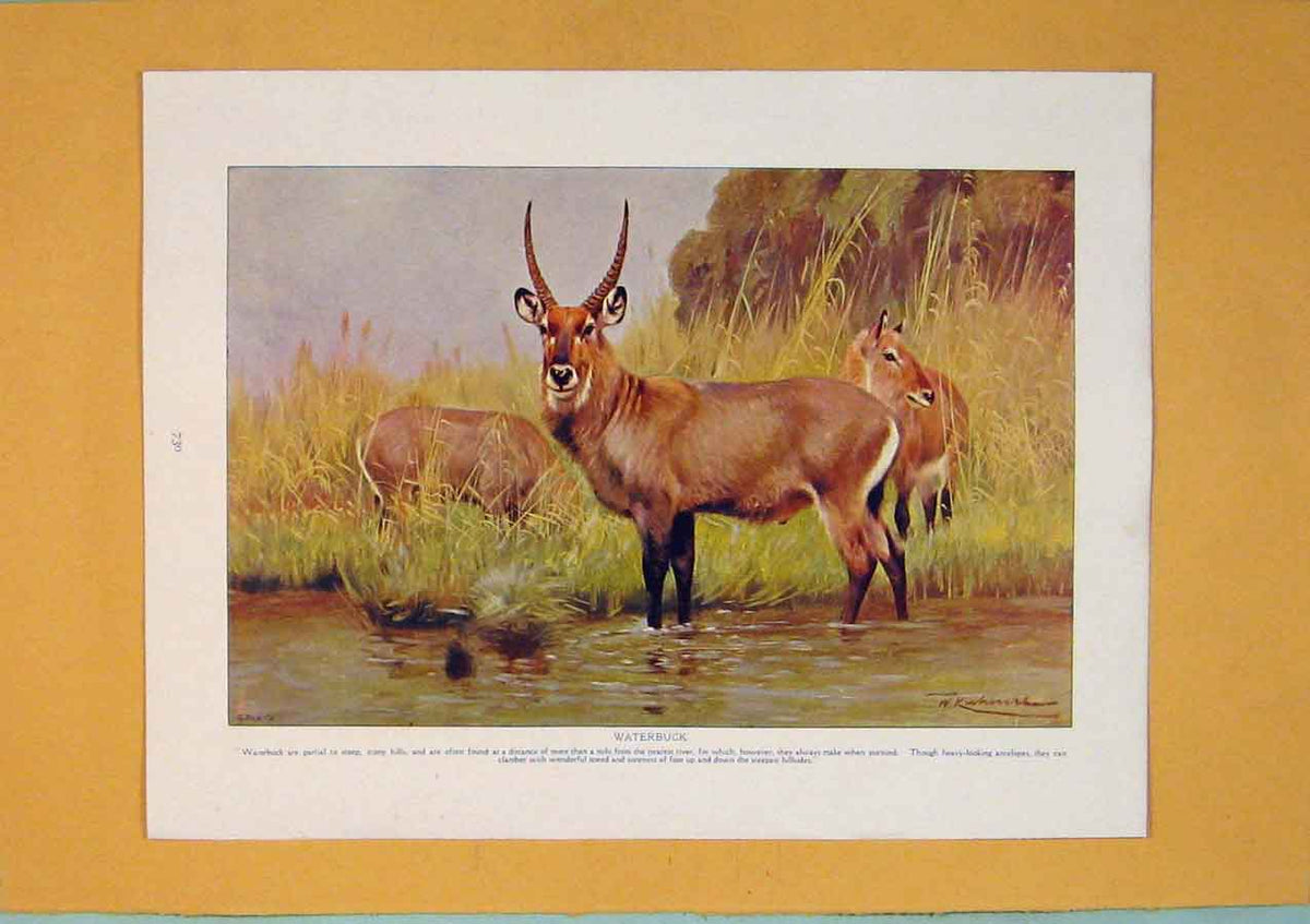 Original Old Antique Print Waterbuck Fine Art Color Wild Animal C1910 20th