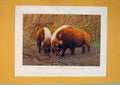 Original Old Antique Print Wathog River Hog Pig Wild Animal Fine Art